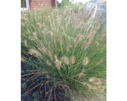 Dochan psárkovitý FloraSelf Pennisetum alopecuroides 'Hameln' 5-30 cm květináč Ø 14 cm