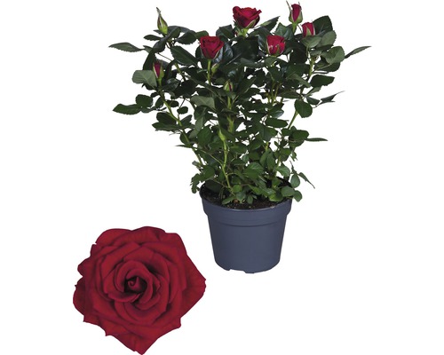 Pokojová růže FloraSelf Rosa hybrid 'Isabel' 30-40 cm květináč Ø 13 cm