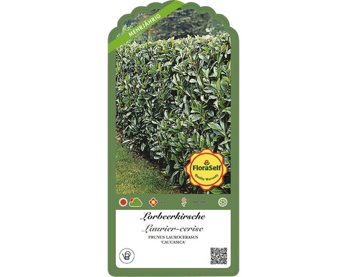 Bobkovišeň rostlina v květináči