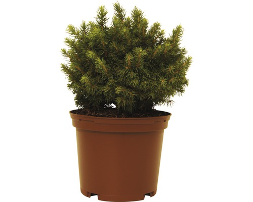 Smrk sivý zelený FloraSelf Picea glauca 'Alberta Globe' výška 15-20 cm květináč 1,5 l