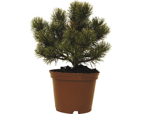 Borovice v květináči