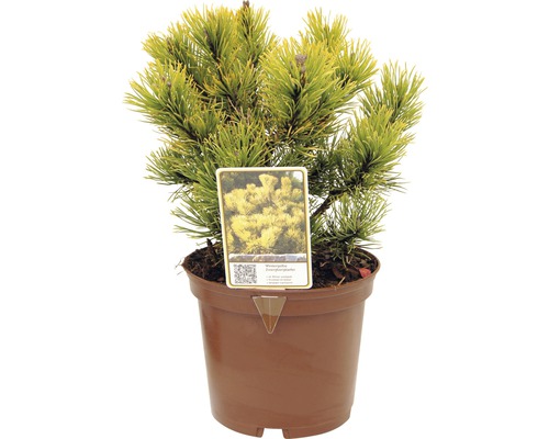 Borovice kleč FloraSelf Pinus mugo 'Carstens Wintergold' výška 15-20 cm květináč 2 l