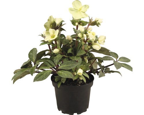 Čemeřice černá FloraSelf Helleborus niger 'Winter Darling' květináč Ø 17 cm Čemeřice v květináči