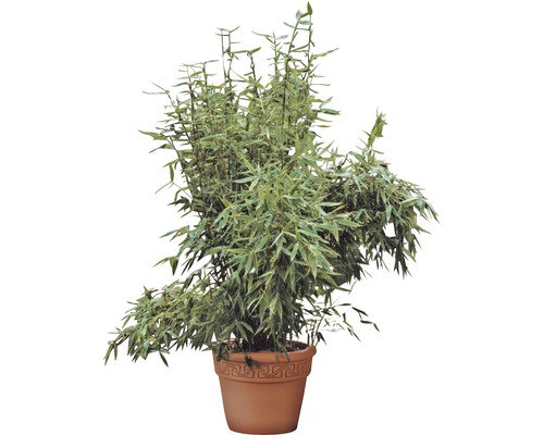 Bambus v květináči