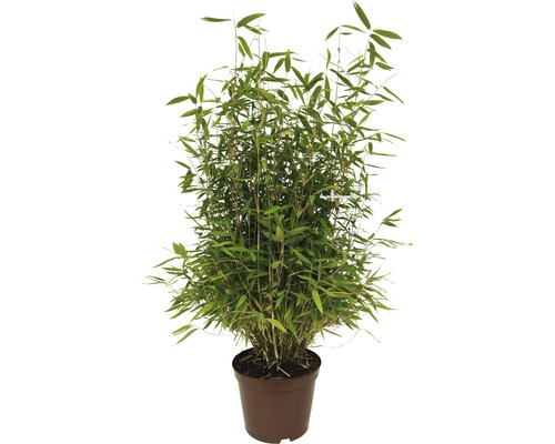 Bambusová rostlina v květináči