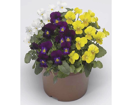Maceška drobnokvětá Viola cornuta trio květináč Ø 12 cm různé druhy