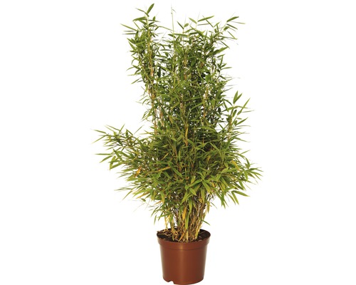 Bambusová rostlina v květináči