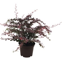 Dřišťál obecný FloraSelf Berberis thunbergii 'Harlequin' výška 20-30 cm květináč 2 l