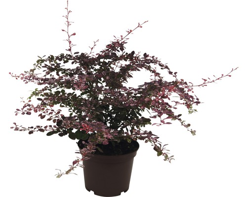 Dřišťál obecný FloraSelf Berberis thunbergii 'Harlequin' výška 20-30 cm květináč 2 l