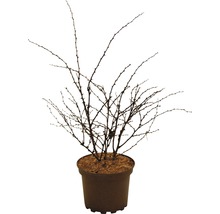 Dřišťál obecný FloraSelf Berberis thunbergii 'Harlequin' výška 20-30 cm květináč 2 l