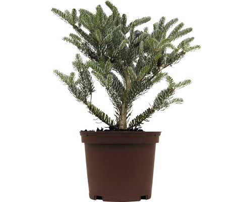 Jedle korejská FloraSelf Abies koreana 'Silverstar' výška 20-25 cm květináč 2 l Korejská jedle v květináči