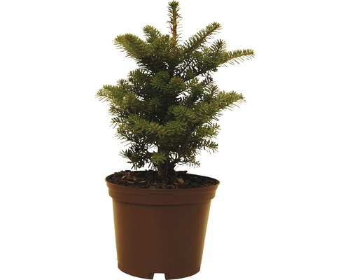 Malý smrk v květináči