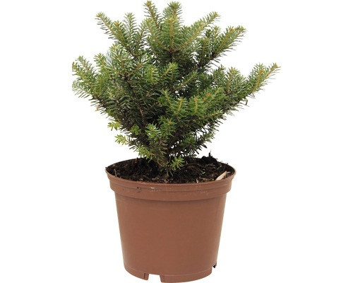 Jedle korejská FloraSelf Abies koreana 'Molli' 15-20 cm květináč 2 l Smrk v květináči