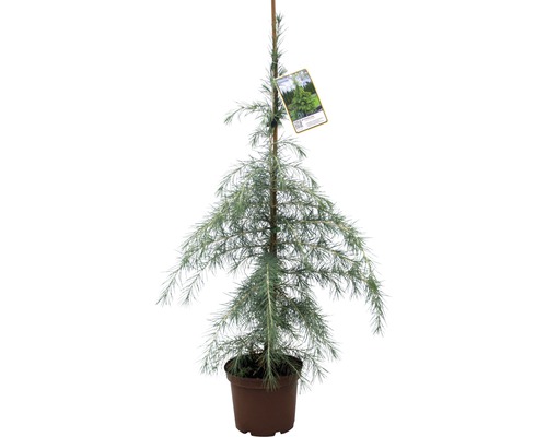 Modrý cedr v květináči