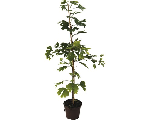 Ginkgo biloba v květináči s podpůrným kůlem