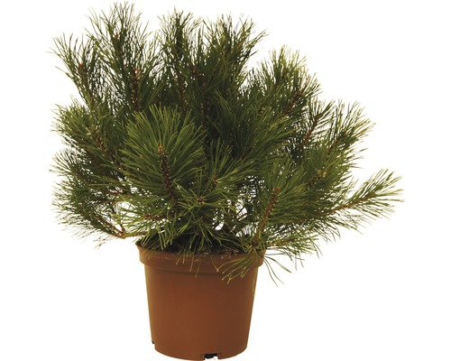 Borovice kleč FloraSelf Pinus mugo 15-20 cm květináč 3 l