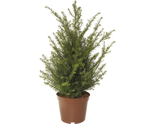 Tis červený FloraSelf Taxus baccata výška 40-50 cm květináč 5 l