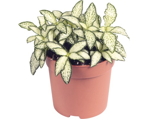 Fitónie Verschaffeltova FloraSelf Fittonia verschaffeltii 'Mosaic' 10-15 cm květináč Ø 7 cm 1 ks, různé druhy