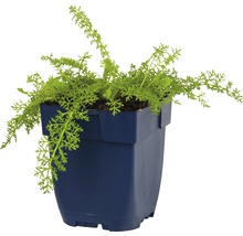 Řebříček červený FloraSelf Achillea millefolium 'Desliyel' 5-30 cm květináč 0,5 l