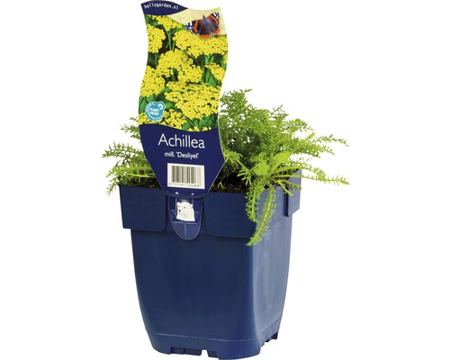 Řebříček červený FloraSelf Achillea millefolium 'Desliyel' 5-30 cm květináč 0,5 l Řebříček bertrám ''Desliyel'' v květináči