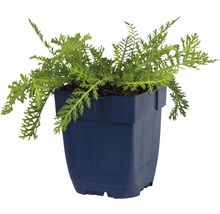 Řebříček obecný FloraSelf Achillea millefolium 'Terracotta' 5-80 cm květináč 0,5 l
