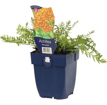 Řebříček obecný FloraSelf Achillea millefolium 'Terracotta' 5-80 cm květináč 0,5 l