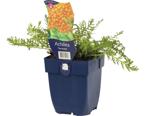 Řebříček obecný FloraSelf Achillea millefolium 'Terracotta' 5-80 cm květináč 0,5 l Řebříček bertrám Terracotta v květináči