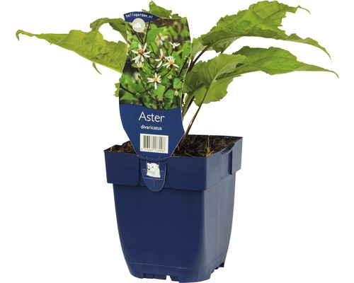 Aster divaricatus v květináči