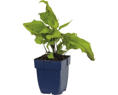 Aponogeton rostlin v květináči