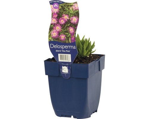Kosmatec FloraSelf Delosperma aberdeenense 'Hot Pink' 5-10 cm květináč 0,5 l Delosperma Hot Pink v květináči