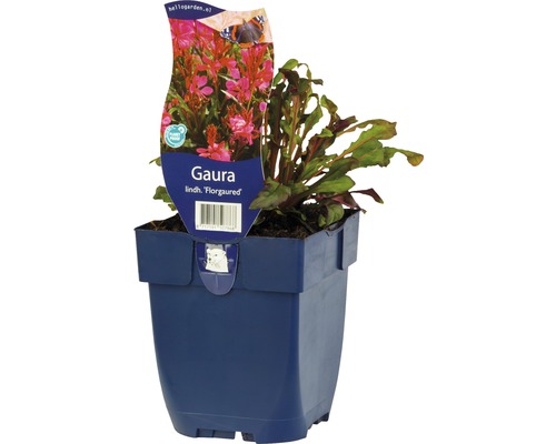 Svíčkovec Lindheimerův FloraSelf Gaura lindheimeri 'Florgaured' výška 5-20 cm květináč 0,5 l Svíčkovec Lindheimerův FloraSelf Gaura lindheimeri 'Florgaured' výška 5-20 cm květináč 0,5 l
