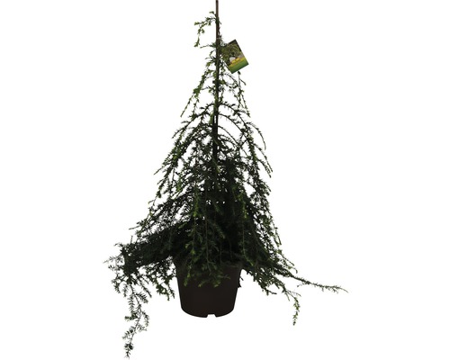 Jedlovec kanadský převislý FloraSelf Tsuga canadensis 'Pendula' výška 60-80 cm květináč 7,5 l