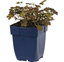 Kakost FloraSelf Geranium sessiliflorum 'Sanne' 5-20 cm květináč 0,5 l