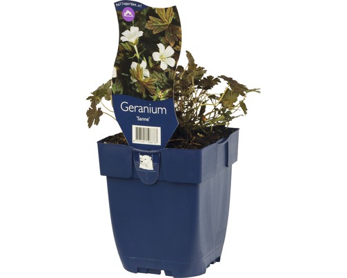 Geranium odrůdy Sanne v květináči
