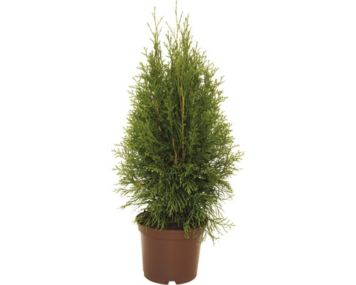 Túje, zerav západní Thuja occidentalis 'Smaragd' výška 30-40 cm květináč 2 l Zerav v květináči