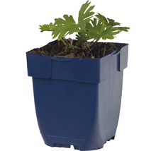 Kakost FloraSelf Geranium sanguineum'Tiny Monster' květináč 0,5 l