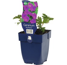 Kakost FloraSelf Geranium sanguineum'Tiny Monster' květináč 0,5 l