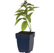 Plamenka latnatá FloraSelf Phlox paniculata 'Sweet Summer Candy' výška 5-40 cm květináč 0,5 l