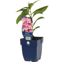 Plamenka latnatá FloraSelf Phlox paniculata 'Sweet Summer Candy' výška 5-40 cm květináč 0,5 l