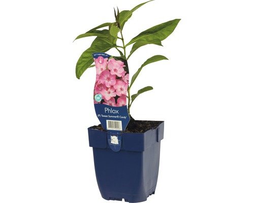 Plamenka latnatá FloraSelf Phlox paniculata 'Sweet Summer Candy' výška 5-40 cm květináč 0,5 l Plamenka latnatá FloraSelf Phlox paniculata 'Sweet Summer Candy' výška 5-40 cm květináč 0,5 l