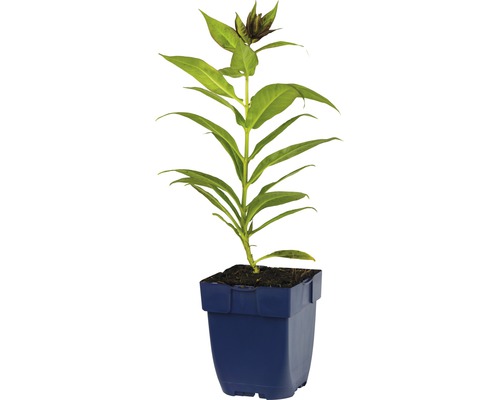 Modrá hrnková rostlina se zelenými listy a poupaty