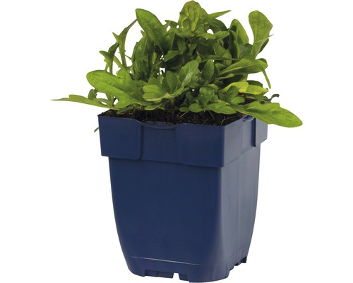 Rukola rostlina v květináči