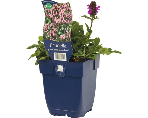 Čenohlávek velkokvětý FloraSelf Prunella grandiflora 'Bella Deep Rose' 10-25 cm květináč 0,5 l
