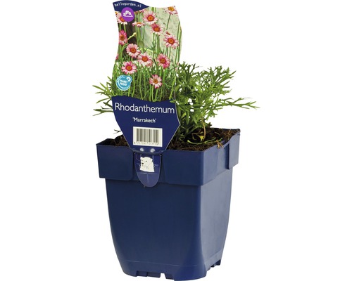 Sedmikráska marocká FloraSelf Rhodanthemum 'Marrakesh' 5-10 cm květináč 0,5 l Rhodanthemum Marrakesh v květináči