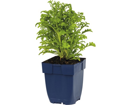 Rukola v květináči