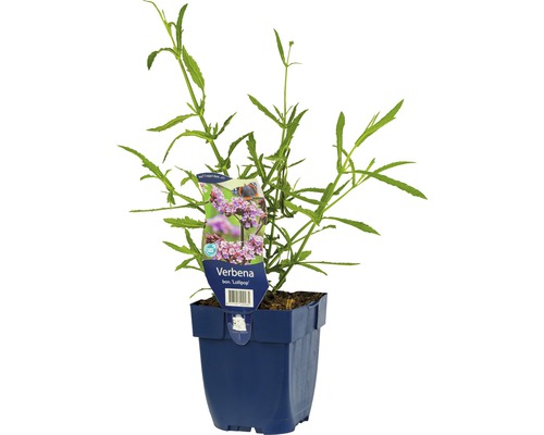 Sporýš argentinský FloraSelf Verbena bonariensis 'Lollipop' 5-60 cm květináč 0,5 l Sporýš v květináči