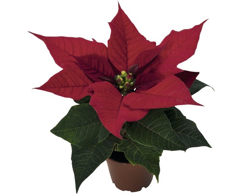 Vánoční hvězda Poinsettia květináč Ø 6 cm