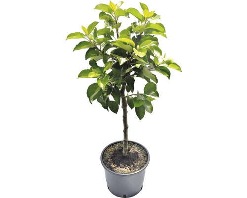 Jabloň v květináči