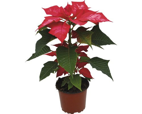 Vánoční hvězda Poinsettia květináč Ø 11 cm