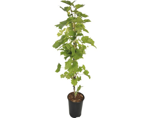 Vinná réva v květináči se zelenými listy